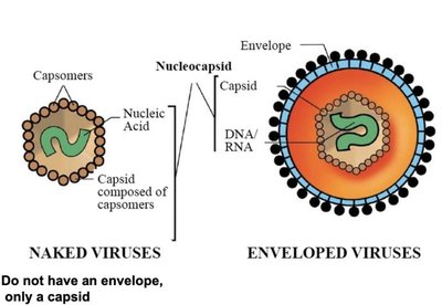Naked and enveloped virus structure
