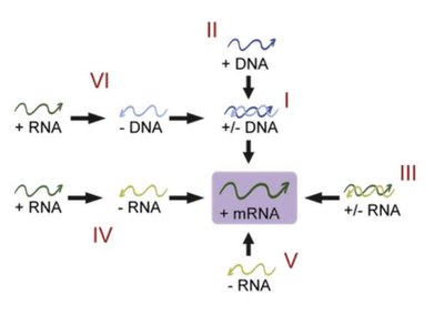 Types of viral genomes and mRNA synthesis