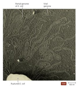 Viral genome in E. coli
