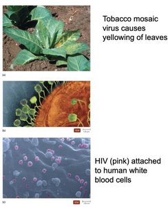 Examples of plant and human viral infections