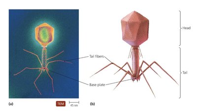 Enveloped virion structure
