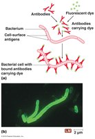 Immunofluorescence