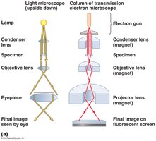 Transmission electron microscope diagram