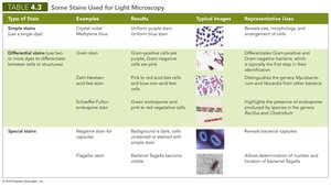 Some stains used for light microscopy