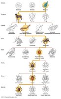 Levels in a Linnaean taxonomic scheme