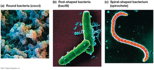 Bacteria shapes: coccus, bacillus, spiral