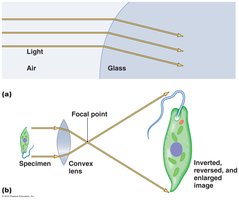 Light refraction and image magnification by a convex glass lens