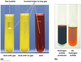Biochemical tests for identifying bacteria