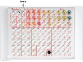 Automated MicroScan system for rapid identification
