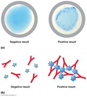 Agglutination test, a type of serological test