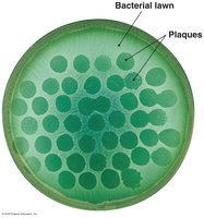 Phage typing plate with plaques