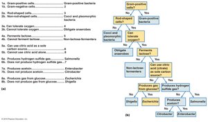 Use of a dichotomous taxonomic key