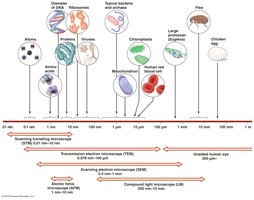 Limits of resolution for human eye and microscopes
