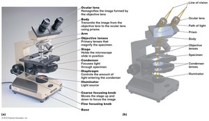 Bright-field, compound light microscope