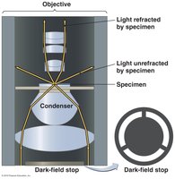 Light path in a dark-field microscope