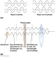 Principles of phase microscopy