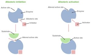 Allosteric inhibition and activation of enzymes