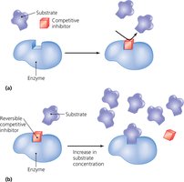 Competitive inhibition of enzyme activity