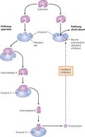 Feedback inhibition in a metabolic pathway