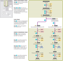 Diagram of glycolysis stages and intermediates