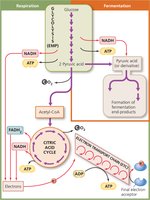 Overview of cellular respiration pathways