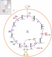 Krebs cycle diagram