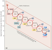 Electron transport chain and chemiosmosis
