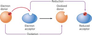 Diagram of oxidation and reduction reactions