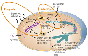 Diagram of catabolism and anabolism in a cell