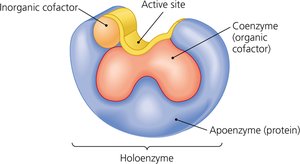 Structure of a holoenzyme with cofactors and active site