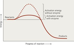 Graph showing activation energy with and without enzyme