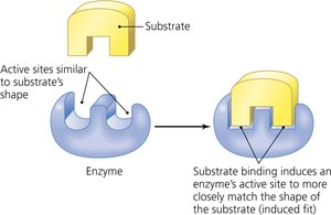 Induced-fit model of enzyme-substrate interaction