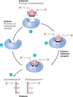 Enzyme-substrate complex formation and product release