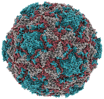 Rhinovirus 14 structure