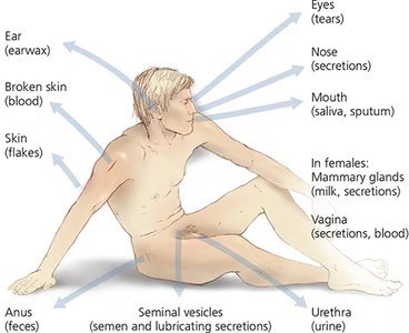 Portals of entry and exit in the human body