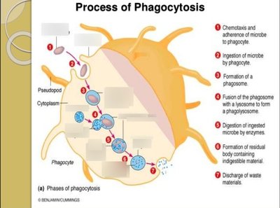 Process of phagocytosis