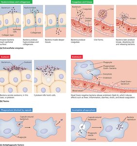 Virulence factors: extracellular enzymes, toxins, and antiphagocytic factors