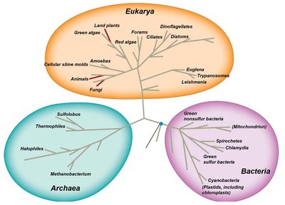 Three-domain phylogenetic tree