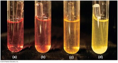 Dichotomous key for bacterial identification