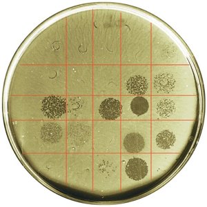Phage typing plate showing plaques