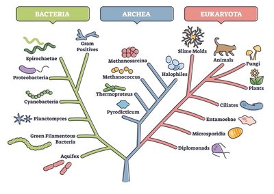 Phylogenetic tree of Bacteria, Archaea, and Eukaryota