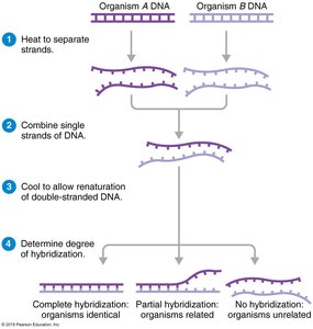 DNA-DNA hybridization steps