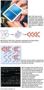 DNA microarray process