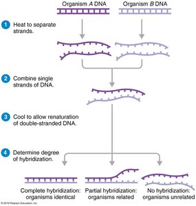 FISH staining for DNA/RNA