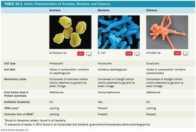 Table comparing characteristics of Archaea, Bacteria, and Eukarya