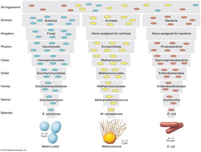 Taxonomic hierarchy for Eukarya, Archaea, and Bacteria