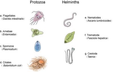 Bacterial shapes and associated diseases