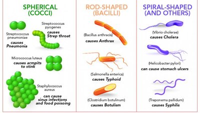 Gram stain showing Gram-negative rods and Gram-positive cocci