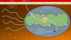 Microbial growth at different pH levels