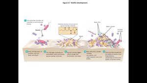 Biofilm development stages